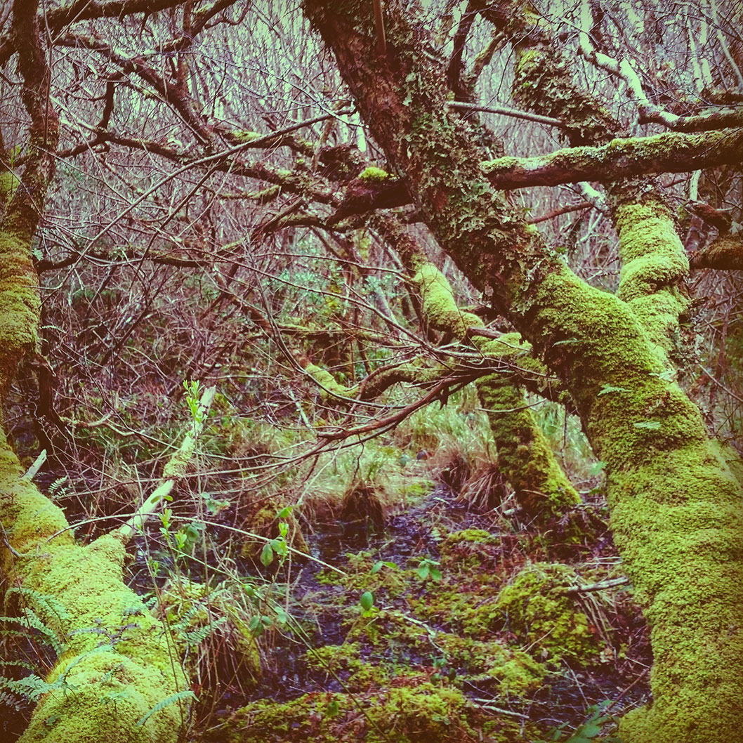 The Magic of Brackloon Woods